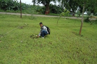 Tree Plantation 